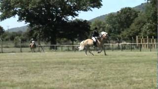 Pairs Jumping Class  Haflinger Society of Great Britain Breed Show  2006 [upl. by Yrebmik]