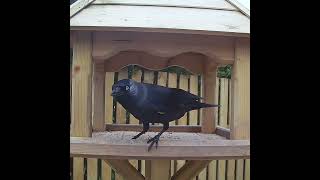 Western jackdaw on the garden bird table [upl. by Alil]