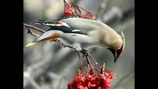 Waxwing [upl. by Eiramrebma]