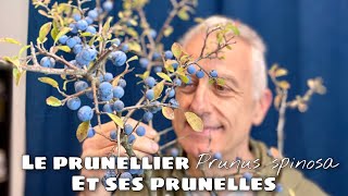 Le prunellier Prunus spinosa et ses petites prunelles [upl. by Gwyneth]