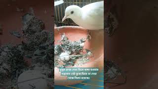 Dove Gives Up on Unfertilized Egg [upl. by Burt131]