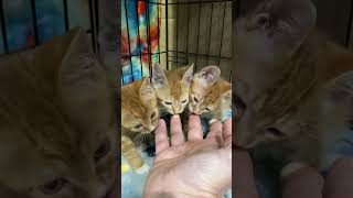 Savaged by 3 Baby Ginger Kittens [upl. by Nnaael]