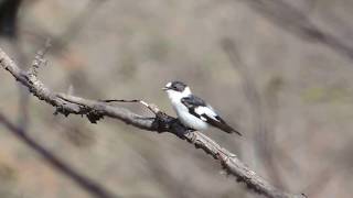 Belovrata muharica  Ficedula albicollis  Collared flycatcher [upl. by Treve]