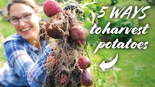 How to Harvest Potatoes – 5 WAYS [upl. by Buxton]