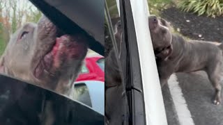 Pit Bull Bites and Tears Apart Maryland Woman’s Tesla [upl. by Evan963]