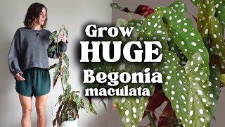 Easy Begonia Plant Care How I Grow My Tall Begonia [upl. by Anett]