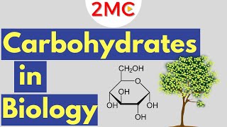 Carbohydrates  Biological Molecules Simplified 1 [upl. by Alsworth777]