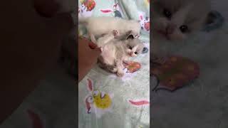 Ragdoll kittens at 3 weeks old viralvideo ragdollcat ragdoll ragdollkittens ragdollkitten [upl. by Hewe]