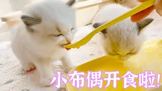 小布偶的满月开食教程，被猫猫围绕真幸福！ [upl. by Glenna]