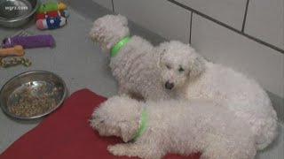 2 the Rescue Rescued Bichons need homes [upl. by Charlton929]