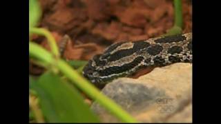 Rattlesnake Bite  Antivenom rushed by COPS quotOPPquot [upl. by Lanor]