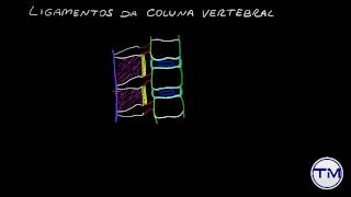 Anatomia Coluna Vertebral 2 Articulações e Ligamentos [upl. by Iramaj527]