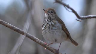 Hermit Thrush Song [upl. by Il341]