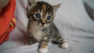 Cute Baby Kitten meows because Mama Cat is not there [upl. by Burley]