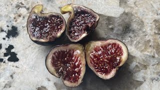 Black Manzanita fig  A Bay Area discovery by Alastair Bland that will surprise you [upl. by Rehteh]