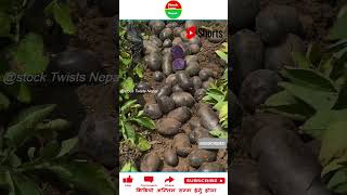 निलो आलु Purpal Potato  amazingfacts mostviewed mostviral shorts agriculture mostpopular [upl. by Alym]