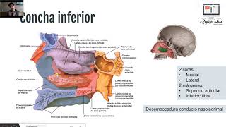 Osteología de Cabeza y Cuello [upl. by Robb]