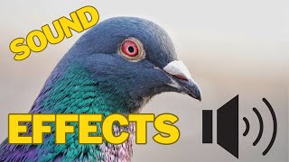 Pigeon Sound Effects  Soft Pigeon Sounds Ambient Pigeons Animal Bird Sounds [upl. by Loretta]