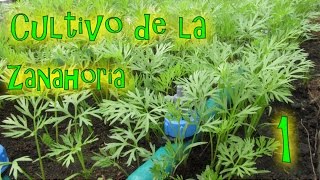 Cultivo de la Zanahoria 1º Parte  México Verde [upl. by Pronty]