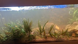 La modification de mon aquarium [upl. by Jilleen]