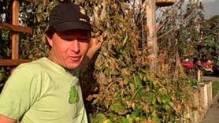 Scarlet Runner Beans  Growing and Harvesting [upl. by Geddes582]