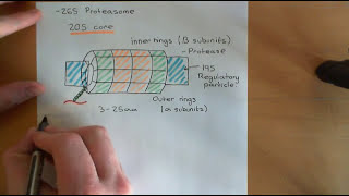 Protein Folding and Protein Folding Diseases Part 5 [upl. by Lynus417]