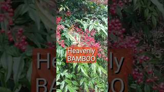 Heavenly Bamboo NANDINA DOMESTICA [upl. by Naujahs]