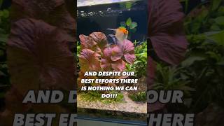 How To Euthanise Sick Tropical Fish The Humane Way RSPCA Method Aquarium Rainbowfish [upl. by Muriah]