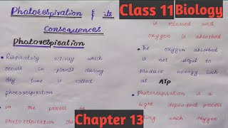 photorespiration and its consequencesClass 11Chapter 13easy discussion [upl. by Pazia]