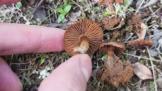 cortinarius scobinaceus [upl. by Mauro]