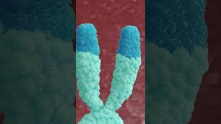 Epitalon Debunking Telomere Extension Claims [upl. by Barbara-Anne]