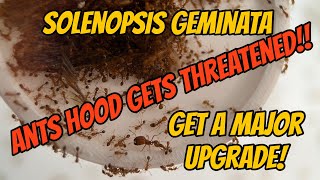 Solenopsis Geminata Get A Major Upgrade And Ants Hood Gets Threatened [upl. by Llewej]