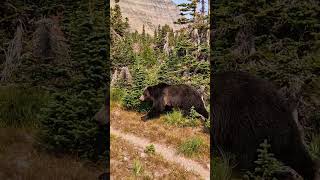 Hiker meets Grizzly Bear [upl. by Asaert]