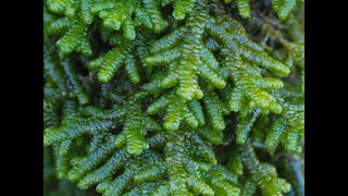 LIVERWORTS OF OHIO [upl. by Sup]