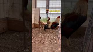 Asil Gamefowl of Ak Gf gamefowlviralph gamefowlbreeder ayam roosters chicken [upl. by Drucilla502]