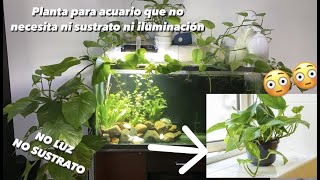 Como tener plantas en tu acuario sin luz ni sustrato Plantas de tierra en tu acuario potos [upl. by Sisak]