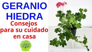 CONSEJOS PARA EL CUIDADO DEL GERANIO HIEDRA Planta Gitanilla [upl. by Urbannai144]