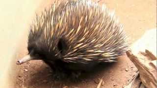 ShortBeaked Echidna Spiny AntEater [upl. by Eimme]