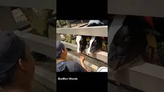 Children feed carrots to cows at the zoo cow feed asmr dream [upl. by Leschen]