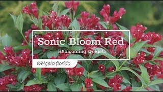 30 Seconds with Sonic Bloom® Red Weigela [upl. by Ancelin]