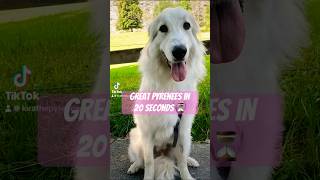 Great Pyrenees in 20 seconds 🥰🐶 cute dog shorts [upl. by Aliekahs]