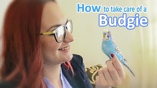 How to Take Care of a Budgie Parakeet  All The Basics and more [upl. by Rotow]