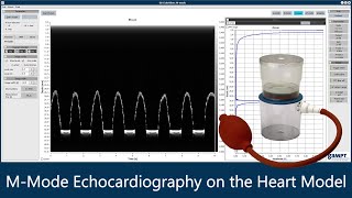 MMode Echocardiography on the Heart Model [upl. by Acinorev506]