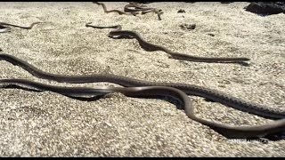 Snake vs Iguana  Planet Earth II  Saturdays  98c [upl. by Jerrol94]