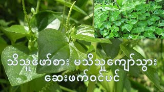 သိသူ​ဖော်စား မသိသူ​ကျော်သွား​ဆေးဖက်ဝင်ပင် ​ကျောက်သင်ပုန်းပင်Peperomia pellucida [upl. by Gloriane320]