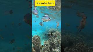 Piranha fish 🐠 shorts shajadekhanvlog [upl. by Yanffit]