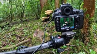 Photographing Cerioporus squamosus [upl. by Malan]