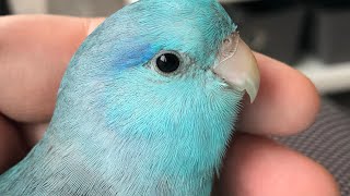 Pico the Parrotlet talking and making cute sounds [upl. by Etnuad499]