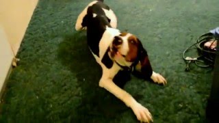 Jax All Riled Up and Ready to Play Treeing Walker Coonhound [upl. by Sneed562]