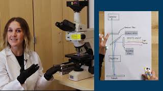 Fluorescence Microscopy [upl. by Dorolisa]